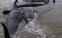Nouvel échouage massif de globicéphales en Nouvelle-Zélande