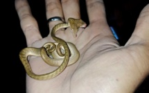 Un serpent à deux têtes découvert à Bali