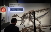 Découverte au Japon d'une nouvelle espèce de dinosaure