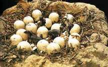 De petites empreintes découvertes près d'un ancien nid de dinosaures