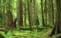 Des normes pour améliorer la gestion durable des forêts
