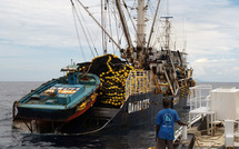 Pas de trêve pour le thon obèse dans le Pacifique occidental