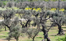 Bactérie "tueuse d'oliviers" : la crise sous-estimée, selon les oléiculteurs corses