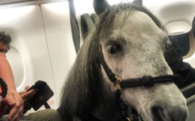 Une Américaine voyage en cabine d'un avion avec son cheval miniature