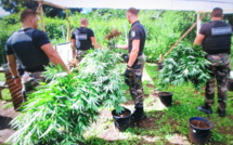 187 plants de paka saisis et détruits à Papara