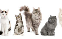 Brésil: la police enquête sur une tueuse en série de chats