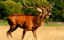 Finlande: un renne envoie une dizaine de soldats à l'hôpital après une collision de blindés