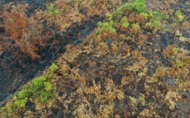 Des forêts tropicales vitales contre le réchauffement en flammes