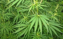Le cannabis, omniprésent en Polynésie