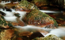 Une Américaine de 10 ans succombe à une amibe "mangeuse de cerveau"