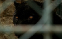 Panthère noire à Armentières: le fauve appartenait à un particulier