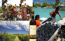 Kalani Teixeira visitera les vignobles de Rangiroa ce mardi