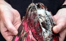 Un Néo-Zélandais sème la perplexité chez les ornithologues