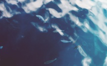 Les mers nourricières dévastées par les Hommes