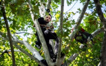 Arbres abattus à Condom: le militant perché à Paris descend de son arbre