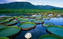 Brésil: les écologistes appellent à protéger le Pantanal, sanctuaire menacé