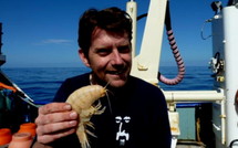 Une super crevette découverte dans la fosse des Kermadec