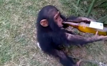 Un zoo au Kazakhstan verse du vin chaud aux singes en pleine vague de froid