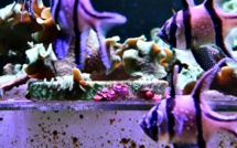 A Limoges, de la céramique pour sauver les récifs coralliens