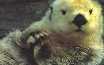 Protéger loutres, papillons et grenouilles: 62 projets pour la biodiversité