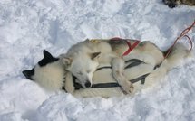 Un "musher" sauvé par ses chiens qui le couvrent et alertent les secours