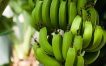 Chlordécone: enquête préliminaire en Guadeloupe sur de présumés stocks enfouis