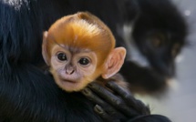 Naissance dans un zoo de Sydney d'un singe appartenant à une espèce rare