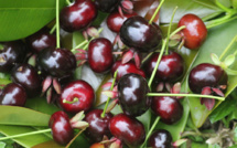 Vaitupa : le temps des “cerises”…