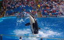 USA: des orques peuvent-elles porter plainte pour esclavage?