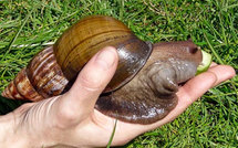 Beurk! Des escargots géants et gloutons attaquent Miami