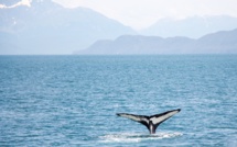 Des baleines adaptent leur communication pour protéger leurs bébés