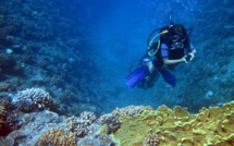 Des coraux décimés par une vague de chaleur renaissent en Méditerranée