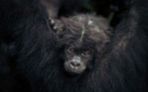 Des gorilles dans les griffes d'un conflit entre Pygmées et Rangers