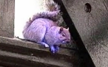 USA: le mystère d'un écureuil violet ravit les internautes