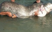 Il voit jeter à la Loire un cadavre, qui se révèle un poisson de 2,20m