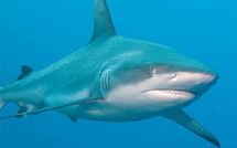Les requins plus meurtriers en 2011, l'homme responsable