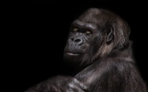 Des gorilles dans les griffes d'un conflit entre Pygmées et Rangers