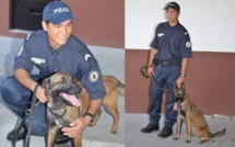 La chienne de la DSP Jipsy décorée