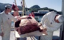 La Norvège reconduit les quotas de chasse à la baleine, Greenpeace proteste