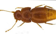 Un insecte nommé Greta