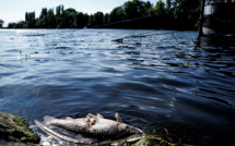 Climat et biodiversité: la France dans le rouge, selon un rapport officiel