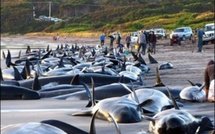 Les maux de la terre gagnent les océans: danger pour l'homme