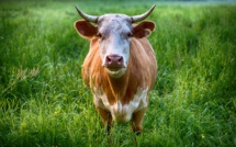 "Justice pour Jerry": le taureau en cavale qui charme la Croatie