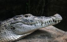 Nouvelle attaque de crocodile en Papouasie-Nouvelle-Guinée