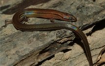 Une nouvelle espèce de lézard arc-en-ciel découverte au Cambodge