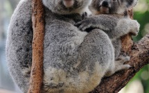 Australie: des centaines de koalas auraient péri dans un incendie