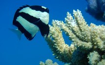 Plus de 12% des espèces de la zone tropicale du Pacifique sont menacées