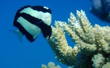 Plus de 12% des espèces de la zone tropicale du Pacifique sont menacées