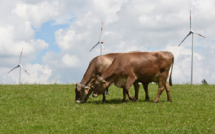 Des éleveurs dénoncent des troubles d'origine électrique et saisissent la justice
