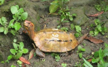 Japon: des dizaines de tortues en danger disparaissent d'un zoo